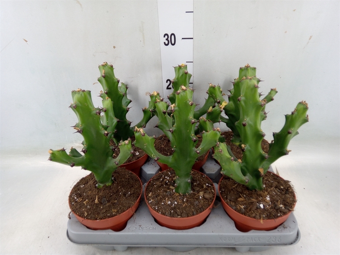 <h4>Euphorbia   ...</h4>