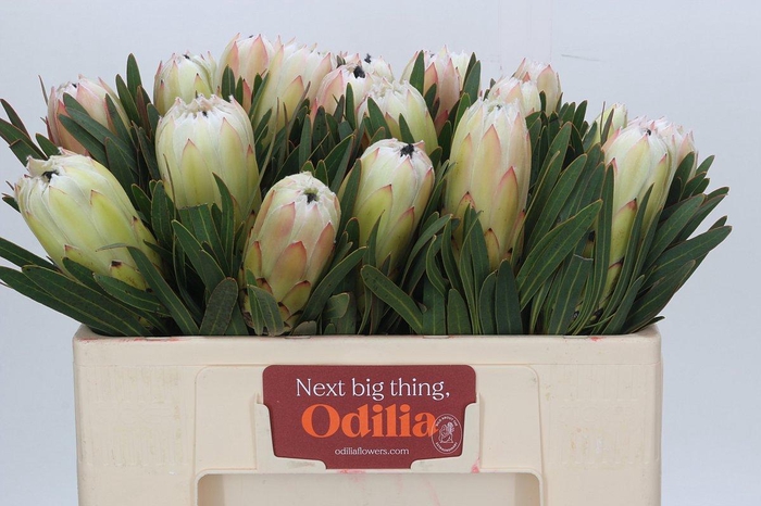 <h4>Protea White Night</h4>