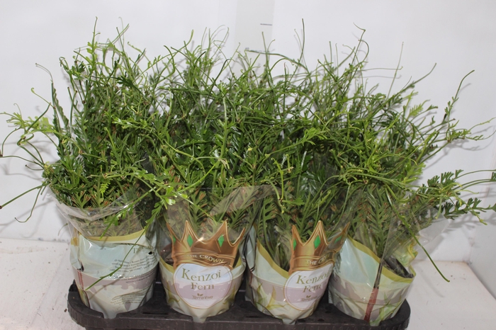 <h4>KENZOI FER P14</h4>