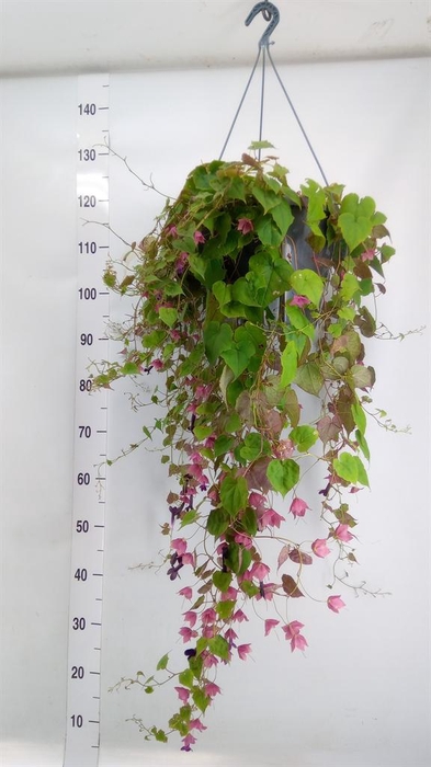<h4>Rhodochiton atrosanguineus</h4>