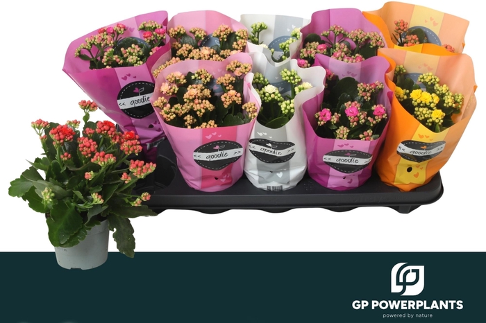 <h4>KAL GE PERF GEM 5 KL</h4>