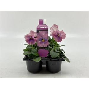 VIO WI DEL PI SHADES