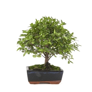 SAGERETIA