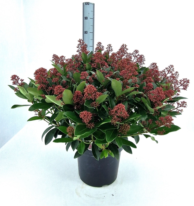 Skimmia jap. 'Rubella'