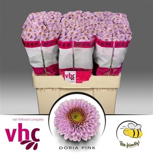 CHR S AAA DORIA PINK