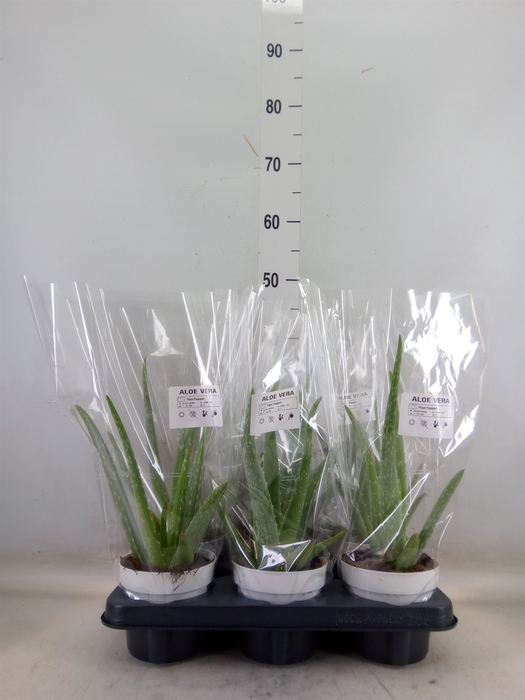 <h4>Aloe vera</h4>
