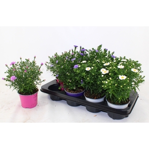 ASTER D ALPHA PINK