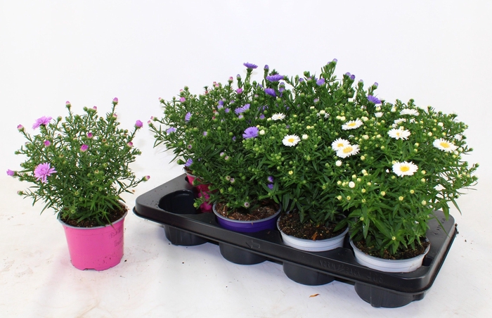 <h4>ASTER D ALPHA PINK</h4>