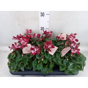 Cyclamen KL 'Djix'