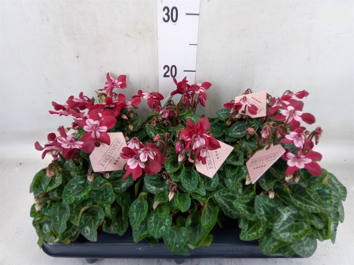 <h4>Cyclamen KL 'Djix'</h4>