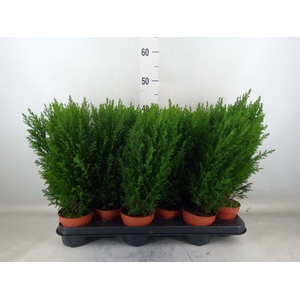 Chamaecyparis laws. 'Ellwoodii'