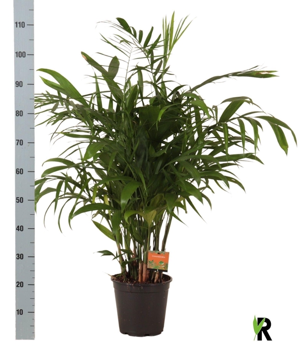 <h4>CHAMAED SEIFRIZII</h4>