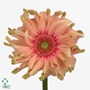 Gerbera diamond pasta rosata