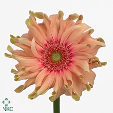 Gerbera diamond pasta rosata