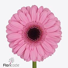 <h4>GE MI TALENT</h4>