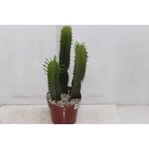 CACTUS EUPHORBIA MANDACARU P17