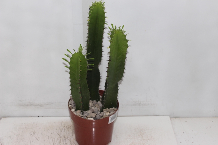 <h4>CACTUS EUPHORBIA MANDACARU P17</h4>