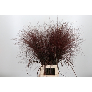 Panicum Kl Bh Bordeaux