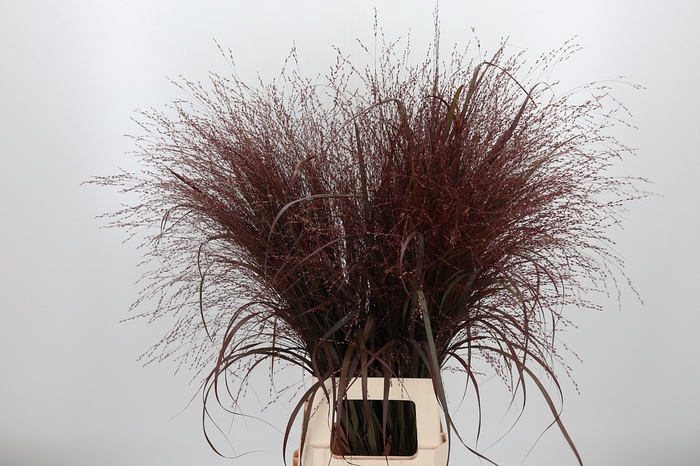 <h4>Panicum Kl Bh Bordeaux</h4>