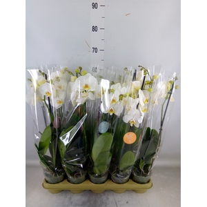 Phalaenopsis   ...white