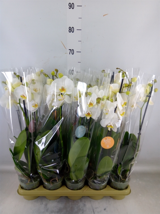 <h4>Phalaenopsis   ...white</h4>