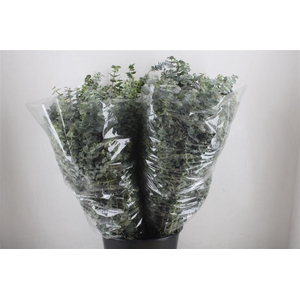 Euca Baby Blue 200gr P Bunch