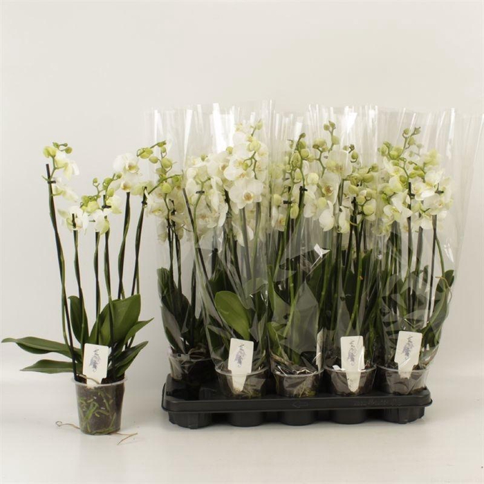 <h4>PHAL OV WIT</h4>