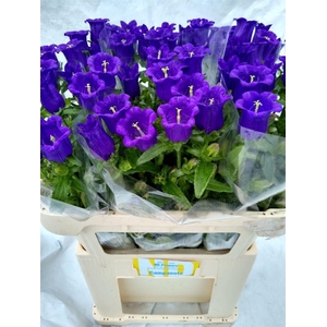 Camp M Champion Blue