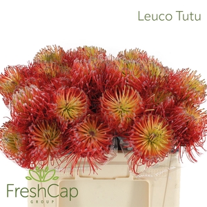 Leuco Tutu