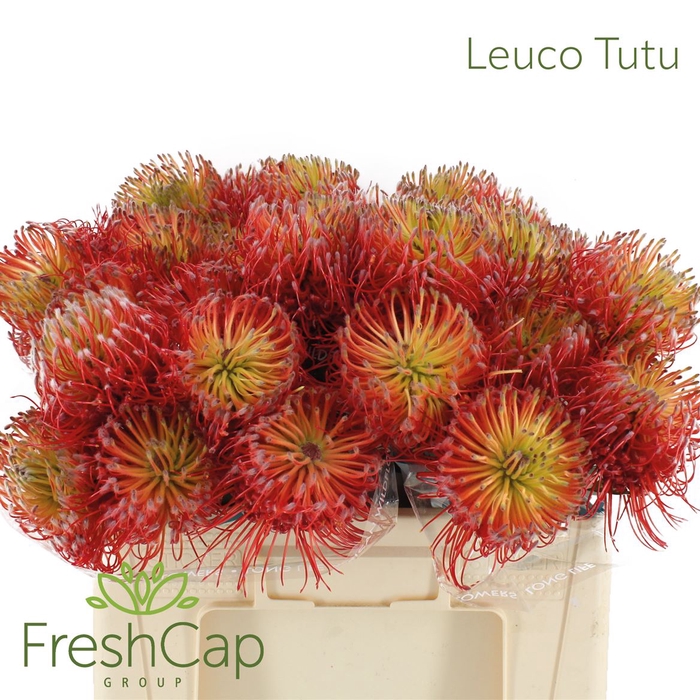 Leuco Tutu