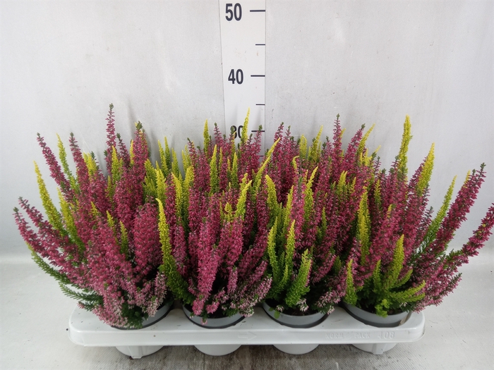 <h4>Calluna vulg. 'Beauty L'  ..mix 2/p</h4>