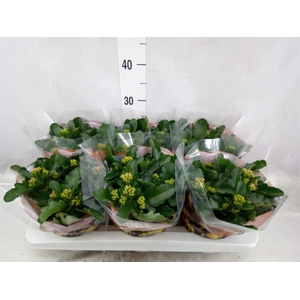 Kalanchoe blos. 'Tiger Single' .mix