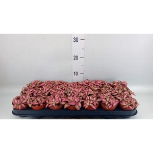 Fittonia  'Mosaic Pink Forest Flam'
