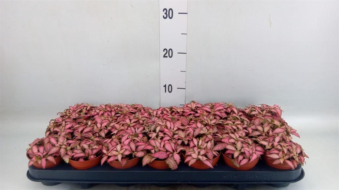 <h4>Fittonia  'Mosaic Pink Forest Flam'</h4>