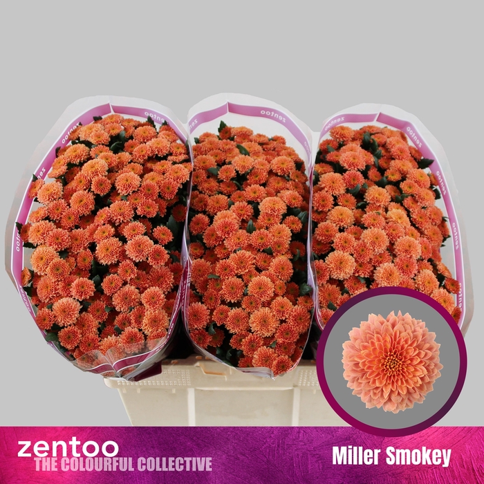 <h4>CHR S MILLER SMOKEY</h4>