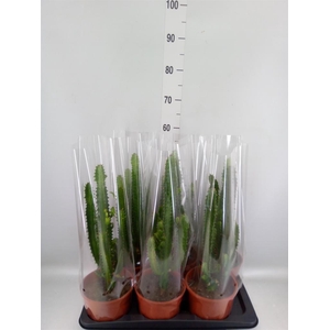 Euphorbia trigona