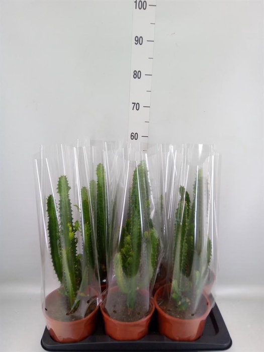 <h4>Euphorbia trigona</h4>
