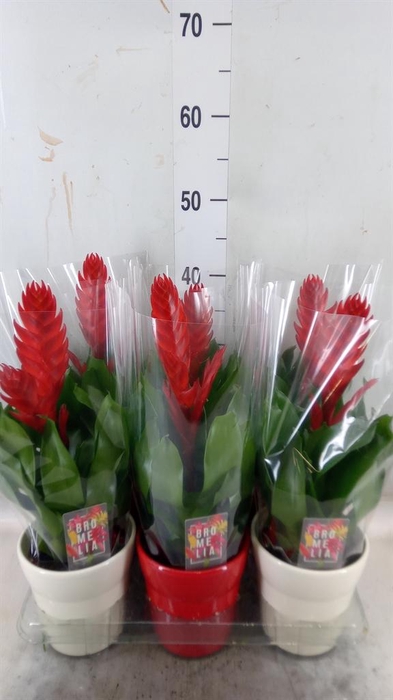 <h4>Vriesea  'Style'</h4>