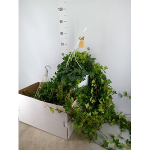 Hedera helix 'Pittsburgh'