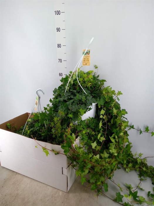 <h4>Hedera helix 'Pittsburgh'</h4>