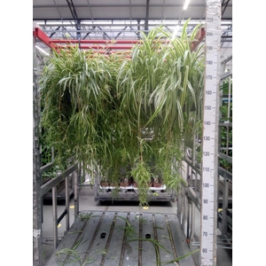 Chlorophytum com. 'Vittatum'