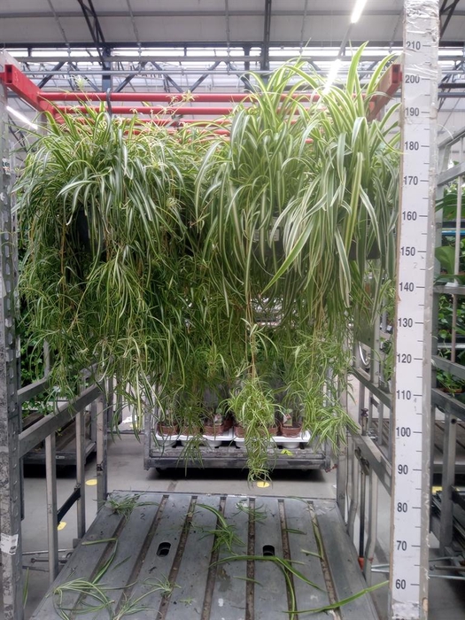 <h4>Chlorophytum com. 'Vittatum'</h4>