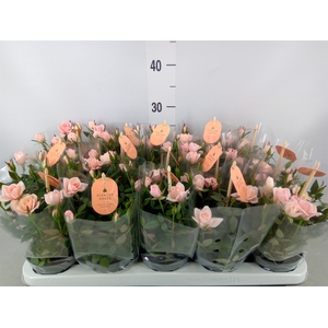 Rosa  'Rosaroma Pink'