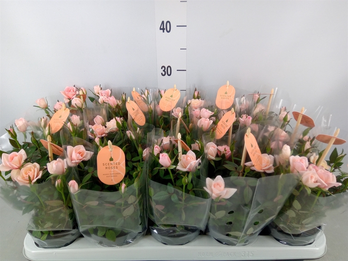<h4>Rosa  'Rosaroma Pink'</h4>