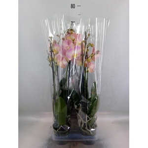 Phalaenopsis   ...rose