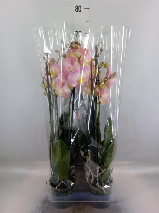 <h4>Phalaenopsis   ...rose</h4>