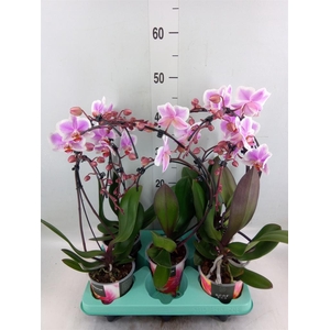 Phalaenopsis   ...