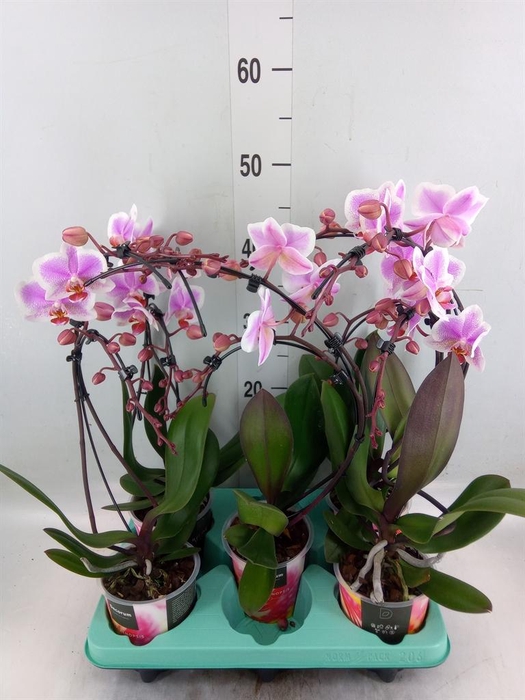 <h4>Phalaenopsis   ...</h4>