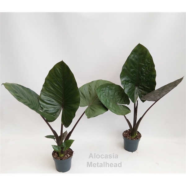 <h4>Alocasia Metalhead 14cm</h4>