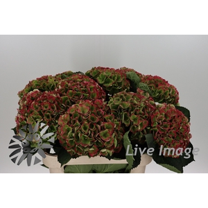 Hydrangea mag opal classic